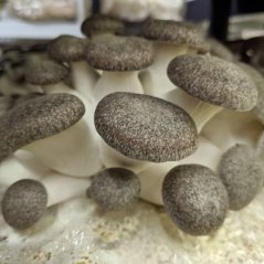 Substrát hlíva Černá perla