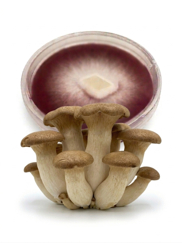 Mycelium Eryngii-Hlíva královská