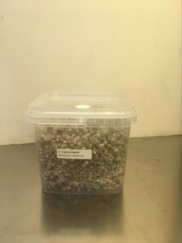 Zrnitá sadba Chestnut mushroom - Objem 1 litr