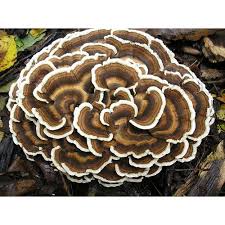 Zrnitá sadba Turkey tail - Outkovka pestá - Objem 1 litr