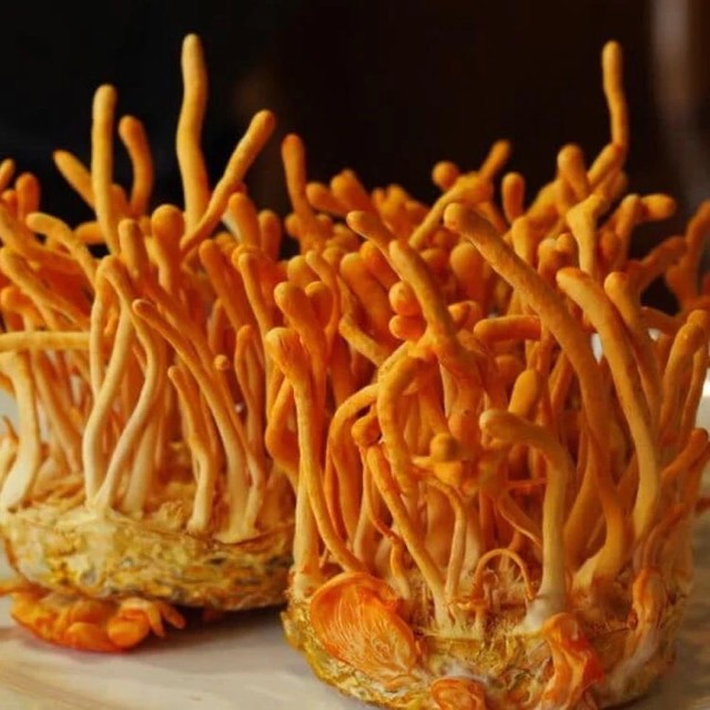 Cordyceps militaris - housenice červená