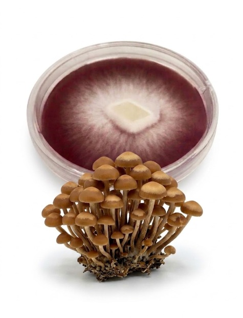 Mycelium Opeňka měnlivá Mycelium Opeňka měnlivá