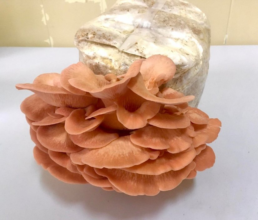 Mycelium Hlíva růžová