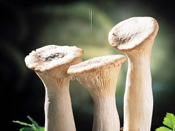 Eryngii - královna mezi hlívami