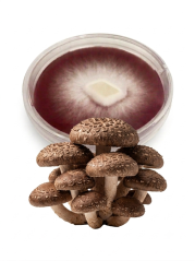 Mycelium Shiitake