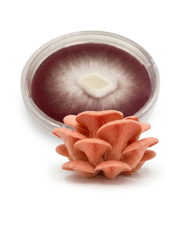 Mycelium Hlíva růžová Mycelium Hlíva růžová