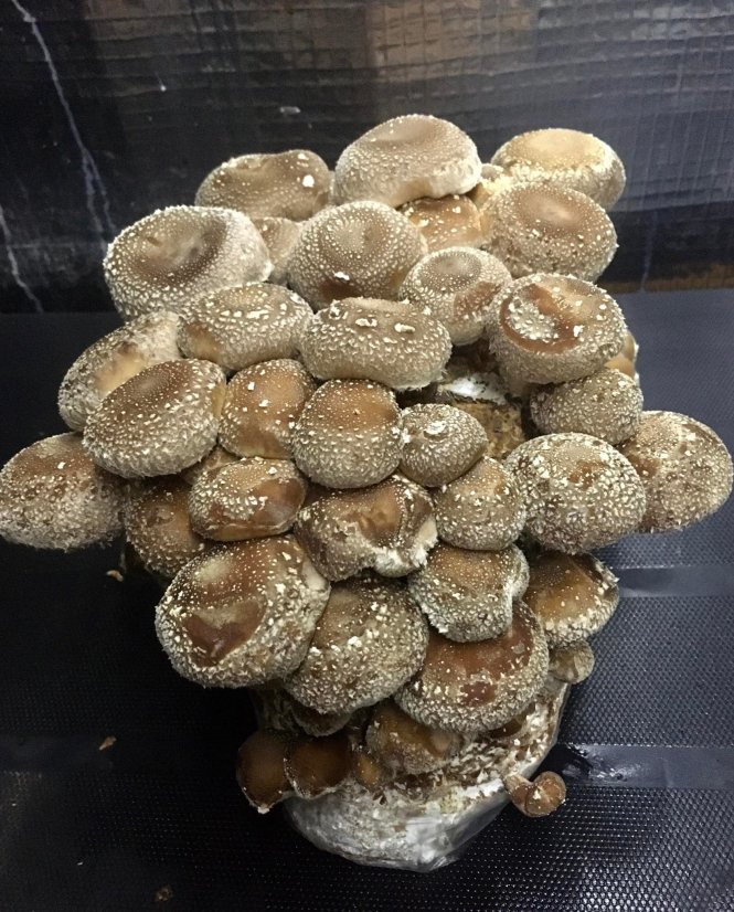 Mycelium Shiitake