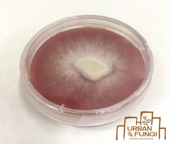Mycelium Hlíva růžová