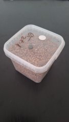 Sterilní zrno pro sadbu