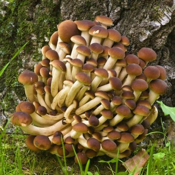 Pioppino - italské houby nejen do rizota