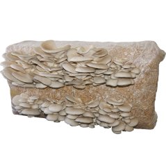 Substrát Hlíva ústřičná