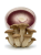 Mycelium Eryngii