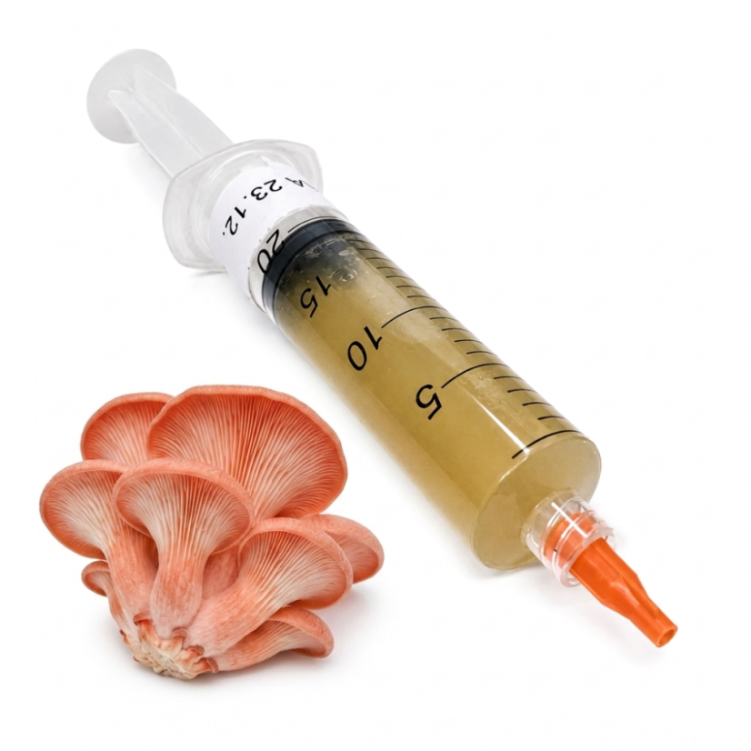 Tekutá sadba Hlíva růžová 10 ml