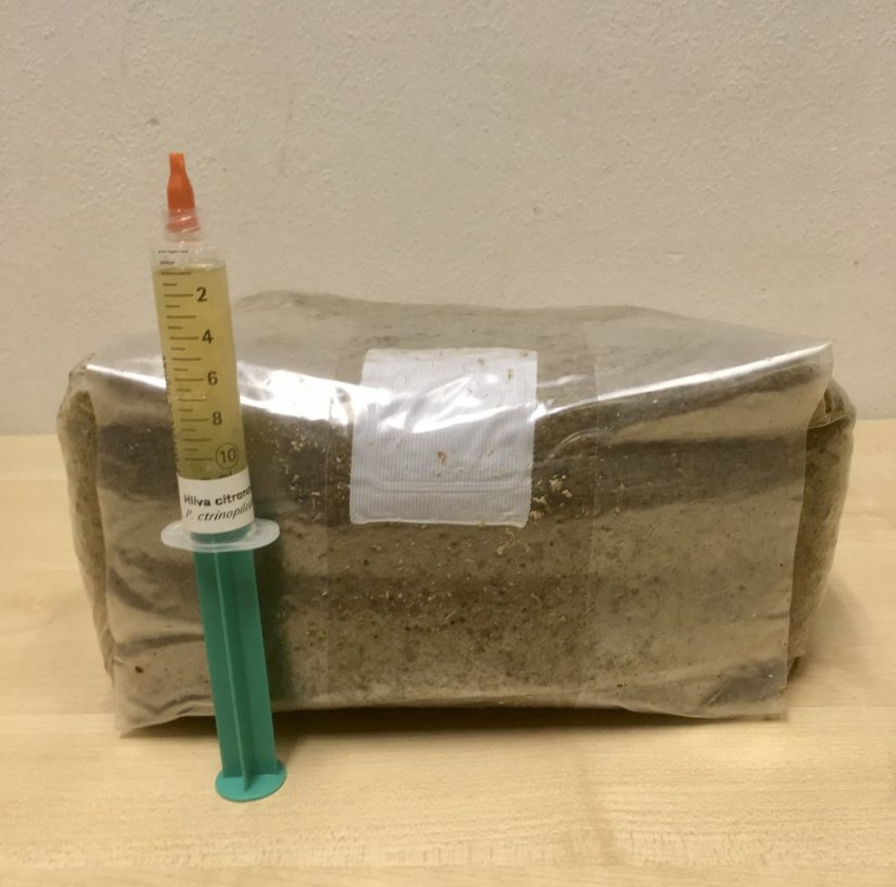 Grow kit - substrát s tekutou sadbou - Druh podhoubí: Shiitake