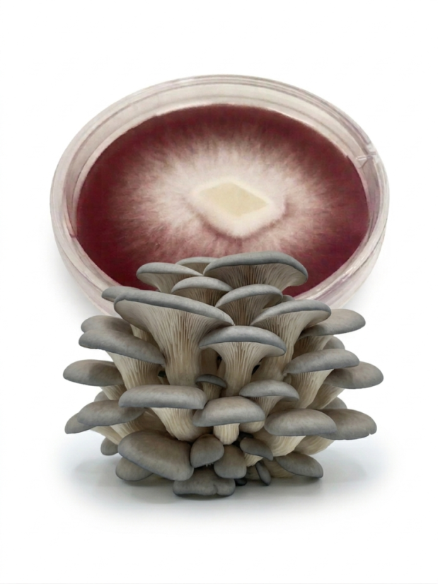 Mycelium Hlíva ústřičná