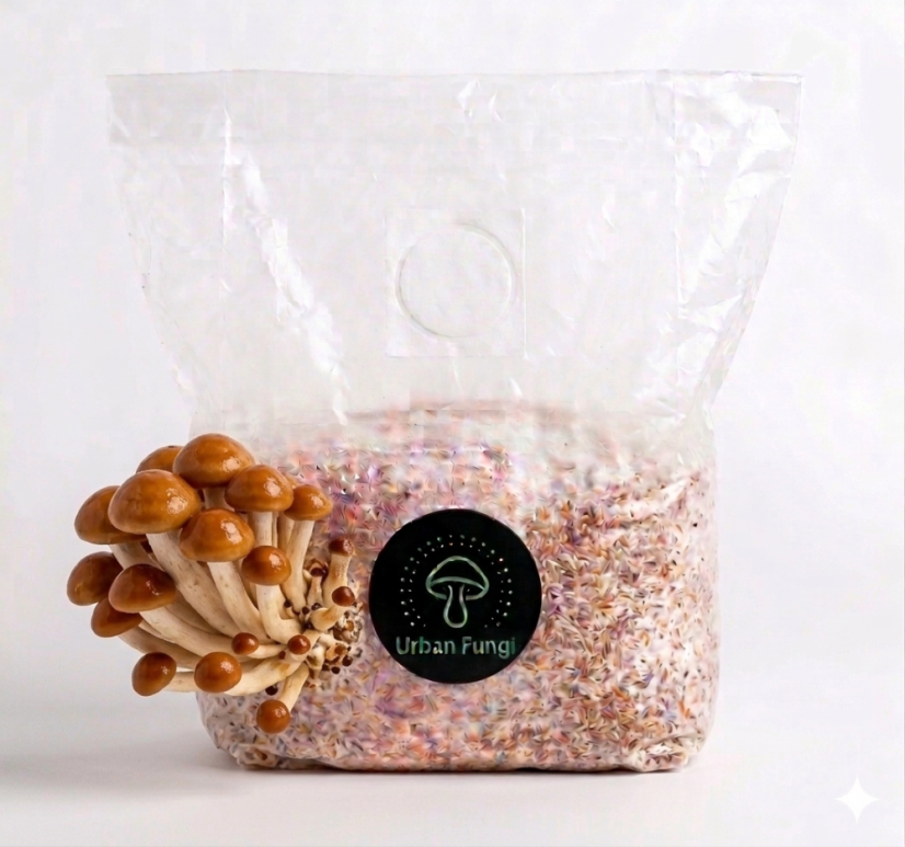 Substrát Chestnut - šupinovka slizská