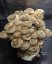 Mycelium Shiitake