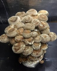 Mycelium Shiitake