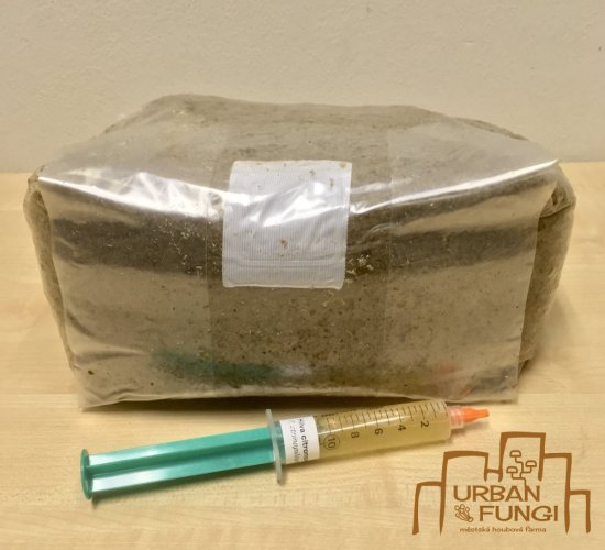 Grow kit - substrát s tekutou sadbou - Druh podhoubí: Hlíva citronová