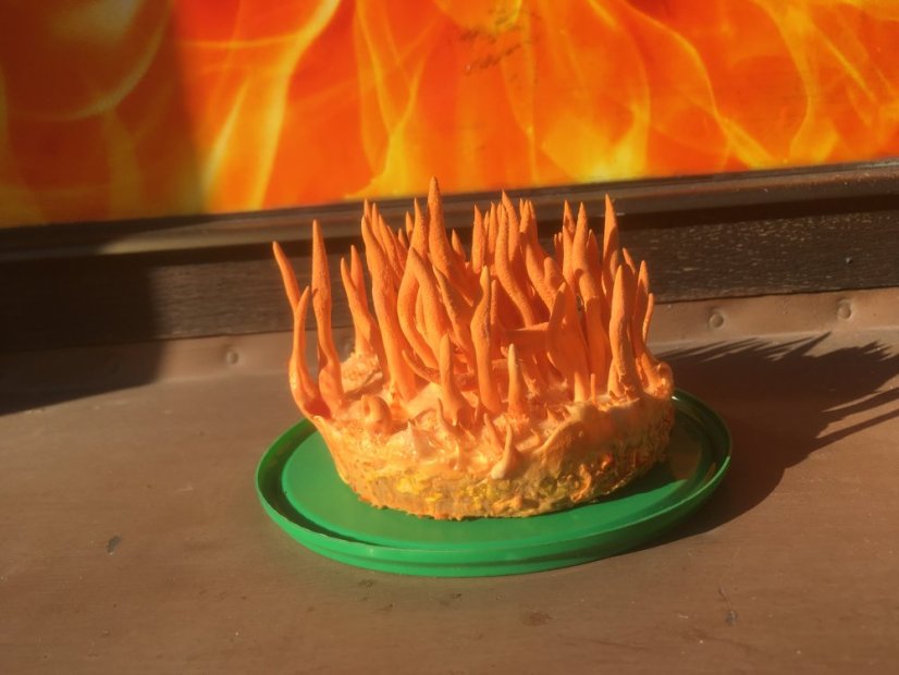 Tekutá sadba Cordyceps - housenice červená