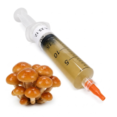 Tekutá sadba Chestnut mushroom - 10 ml