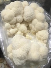 Zrnitá sadba Korálovec ježatý - Objem 1 litr