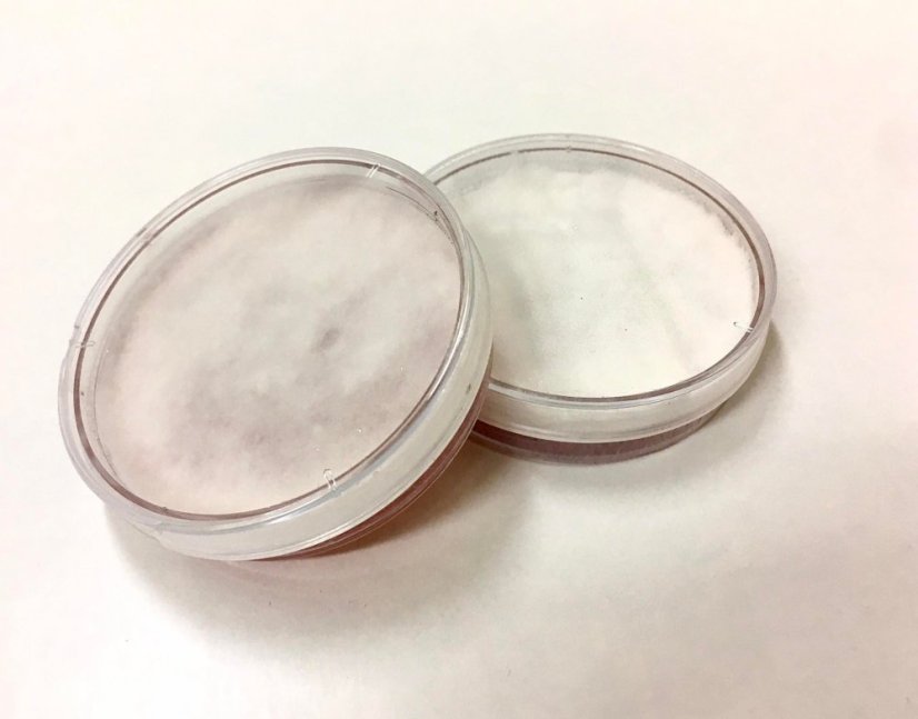 Mycelium Hlíva růžová