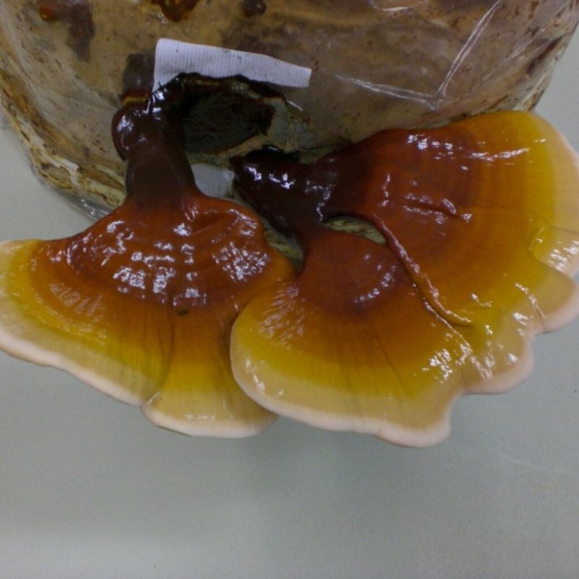 Substrát Reishi