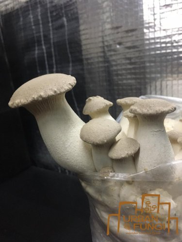 Mycelium Eryngii