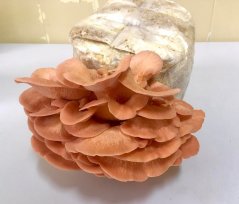 Zrnitá sadba Hlíva růžová - Objem 1 litr