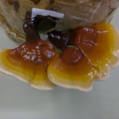 Mycelium Reishi