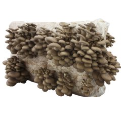 Substrát Hlíva ústřičná