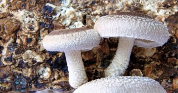 Shii take - královna mezi houbami