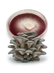 Mycelium Hlíva ústřičná