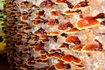 Reishi - přezdívaná "houba proti smrti"