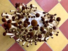 Zrnitá sadba Pioppino - Objem 1 litr