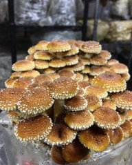 Zrnitá sadba Chestnut mushroom - Objem 1 litr