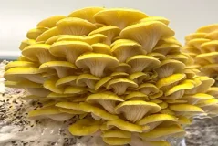 Zrnitá sadba Hlíva citronová  - Objem 1 litr