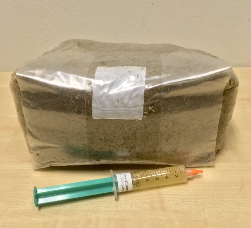 Grow kit - substrát s tekutou sadbou - Druh podhoubí: Shiitake