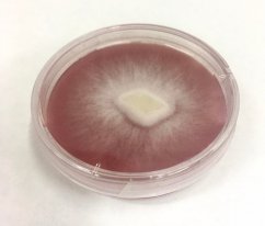 Mycelium Hlíva růžová