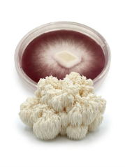 Mycelium Korálovec ježatý