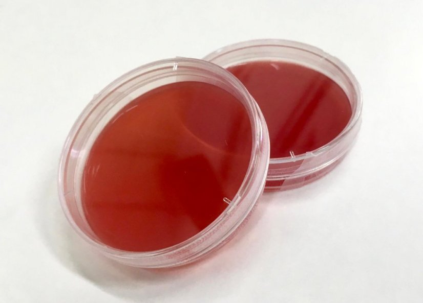 Petriho miska s kultivačním mediem (agar)