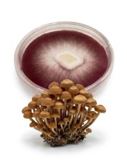 Mycelium Opeňka měnlivá