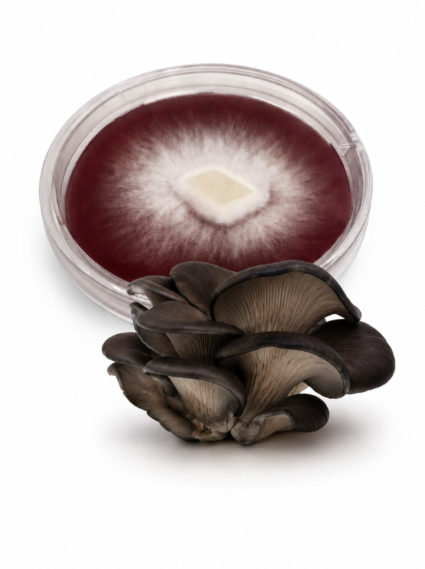 Mycelium  Černá perla