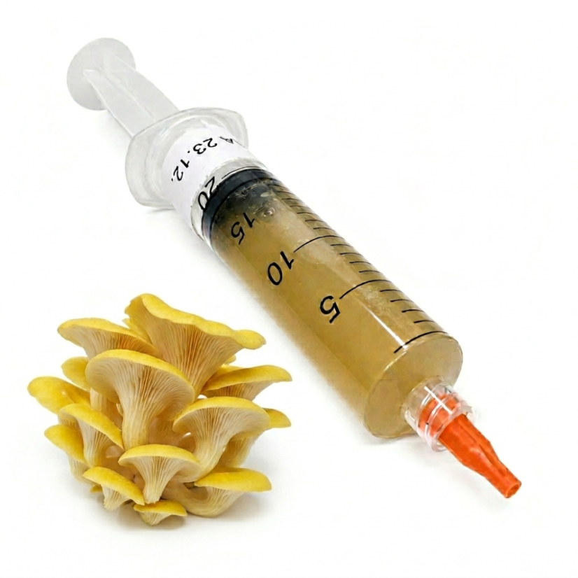 Tekutá sadba Hlíva citronová 10 ml