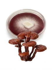 Mycelium Reishi