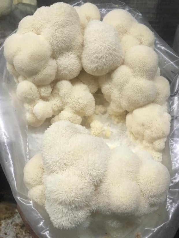 Zrnitá sadba Korálovec ježatý - Objem 1 litr