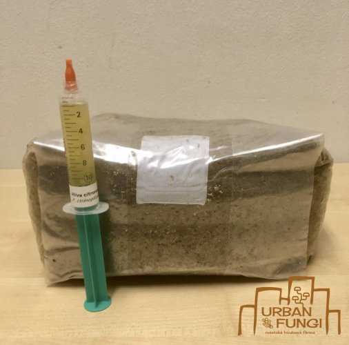 Grow kit - substrát s tekutou sadbou - Druh podhoubí: Hlíva citronová