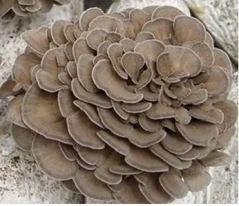 Zrnitá sadba Maitake - Objem 1 litr