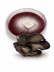 Mycelium  Černá perla